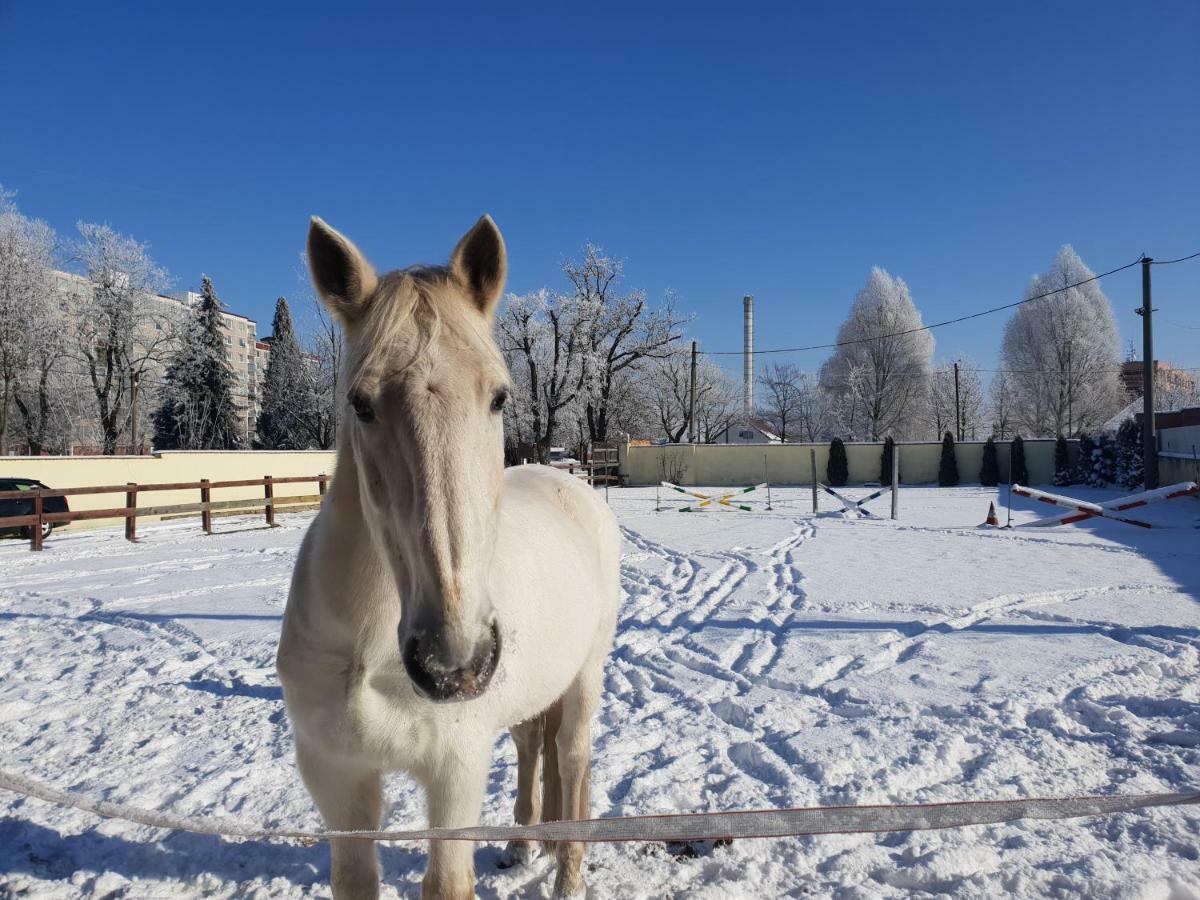 Farm Stay Nh Stables Nyrany Buitenkant foto